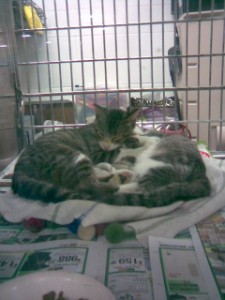 kitties in shelter